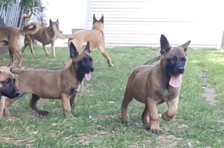 Malinois Welpen suchen ein geeignetes Zuhause  Belgischer Schäferhund