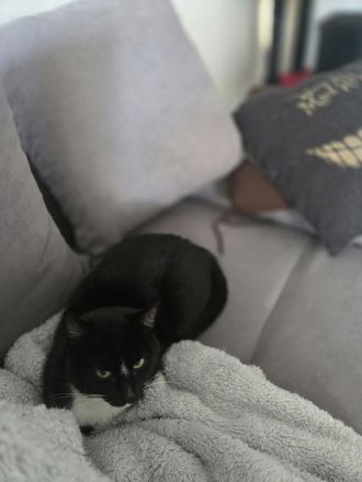 Süße Katze sucht liebevolles Zuhause