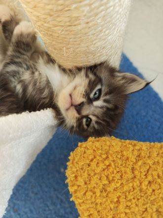 Maine Coon Kitten