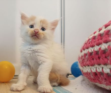 Maine Coon Kitten