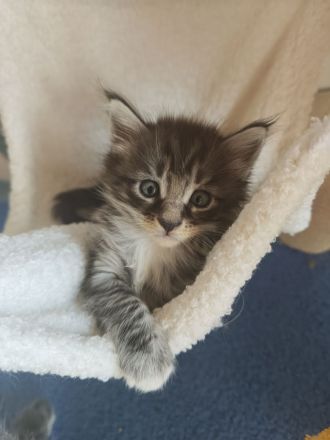 Maine Coon Kitten