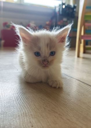 Maine Coon Kitten