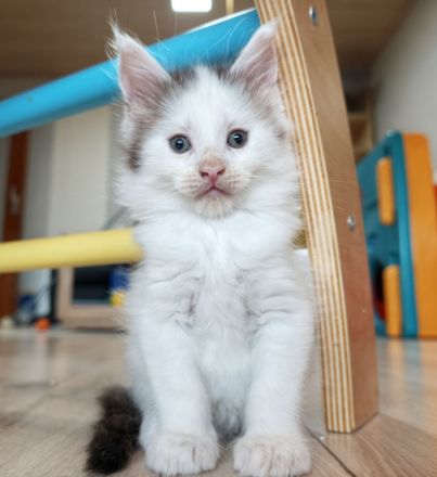 Maine Coon Kitten