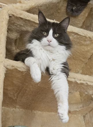 Maine Coon Kitten