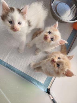 Maine Coon Kitten