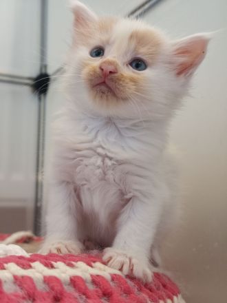 Maine Coon Kitten