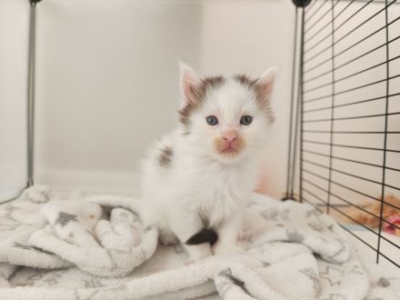 Maine Coon Kitten