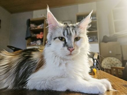 Maine Coon Kitten