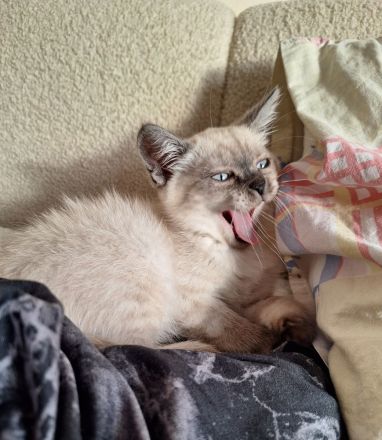 Wunderschönes Siam-Kitten sucht liebevolles Zuhause