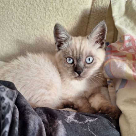 Wunderschönes Siam-Kitten sucht liebevolles Zuhause