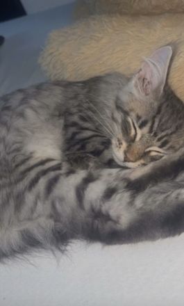 Liebevolles Zuhause für unseren Maine Coon Kater gesucht?