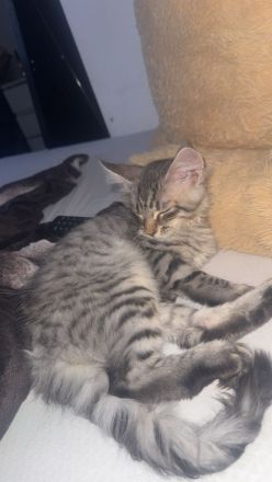 Liebevolles Zuhause für unseren Maine Coon Kater gesucht?
