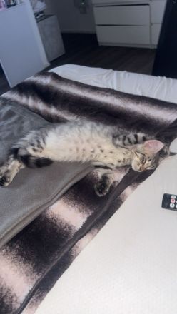 Liebevolles Zuhause für unseren Maine Coon Kater gesucht?