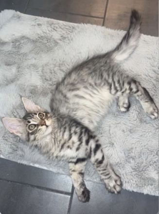 Liebevolles Zuhause für unseren Maine Coon Kater gesucht?