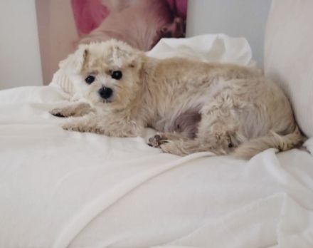 Toto sucht ein neues Zuhause
