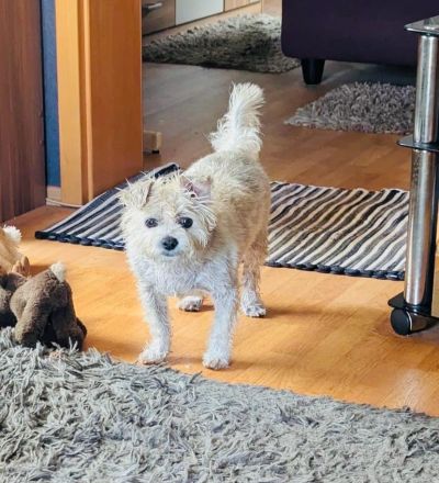 Toto sucht ein neues Zuhause