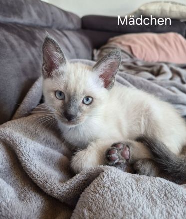 Wunderschöne Siam Kitten bluepoint