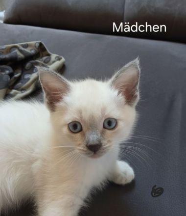 Wunderschöne Siam Kitten bluepoint