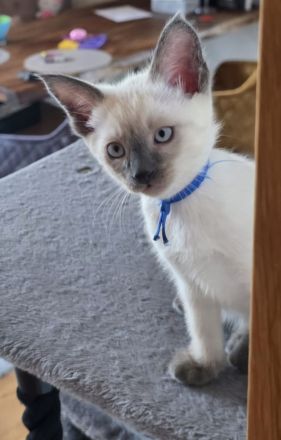 Wunderschöne Siam Kitten bluepoint
