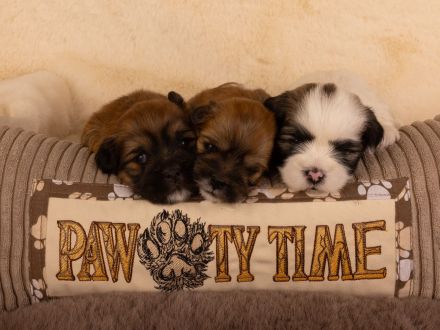 reinrassige Lhasa apso Welpen