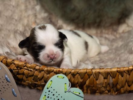 reinrassige Lhasa apso Welpen