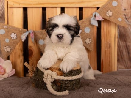 reinrassige Lhasa apso Welpen
