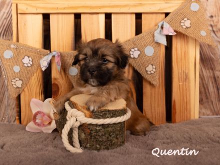 reinrassige Lhasa apso Welpen