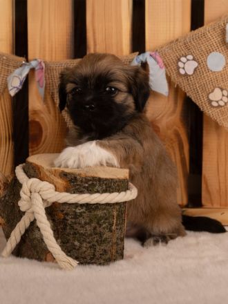 Lhasa apso Welpen geb. 13.07.2026