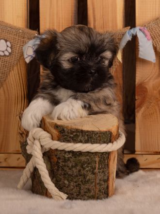 Lhasa apso Welpen geb. 13.07.2026