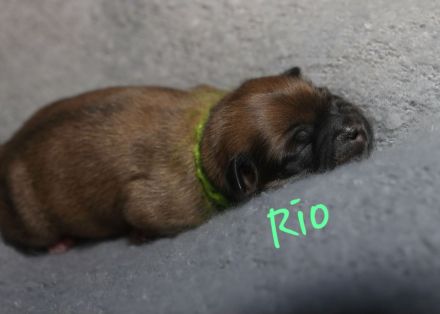Lhasa apso Welpen geb. 13.07.2026