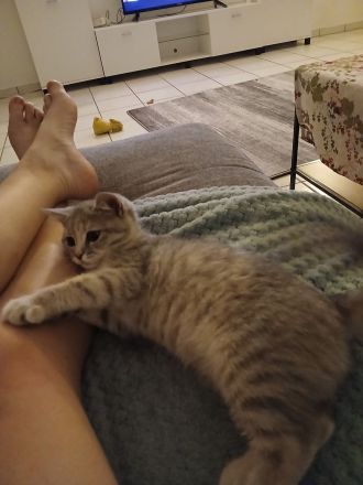BKH Weibchen sucht Traumzuhause mit kompletten Zubehör
