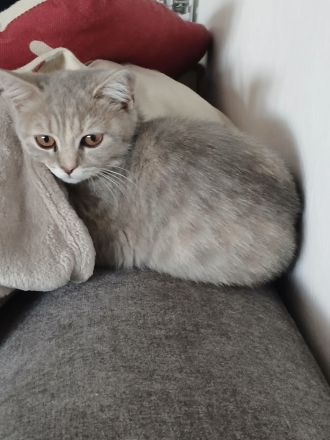 BKH Weibchen sucht Traumzuhause mit kompletten Zubehör