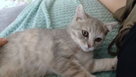 BKH Weibchen sucht Traumzuhause mit kompletten Zubehör