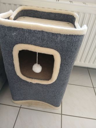 BKH Weibchen sucht Traumzuhause mit kompletten Zubehör
