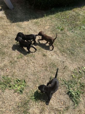 Labrador x Rhodesien Ridgeback