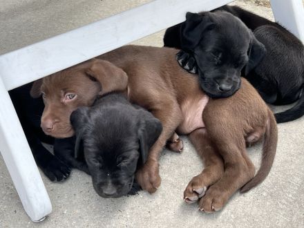 Labrador x Rhodesien Ridgeback