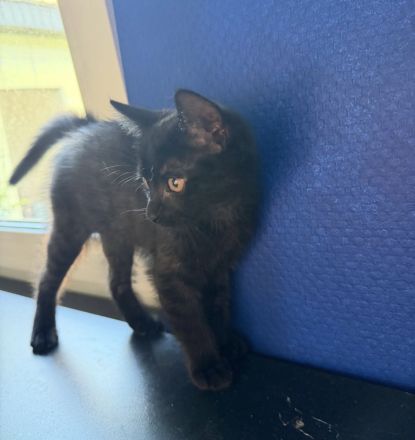 Kitten suchen neues Zuhause