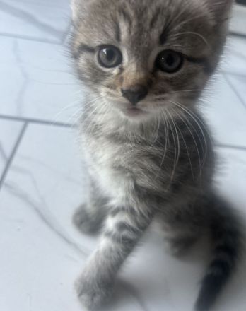 Kitten suchen neues Zuhause