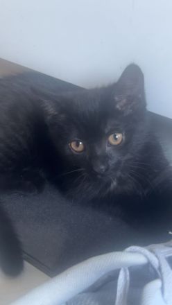 Kitten suchen neues Zuhause