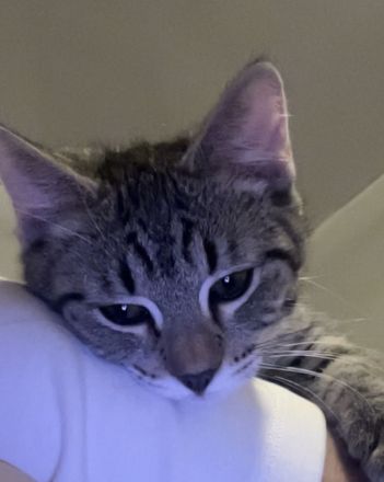 Kitten suchen neues Zuhause