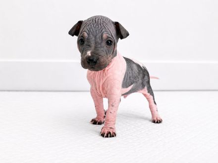 American Hairless Terrier