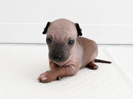 American Hairless Terrier