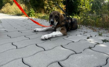 Zuhause gesucht für Peach