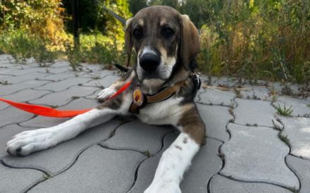 Zuhause gesucht für Peach