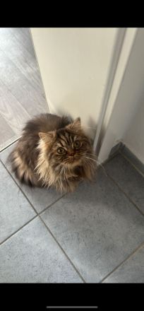 Liebevolles Zuhause für unsere British Langhaar Katze gesucht
