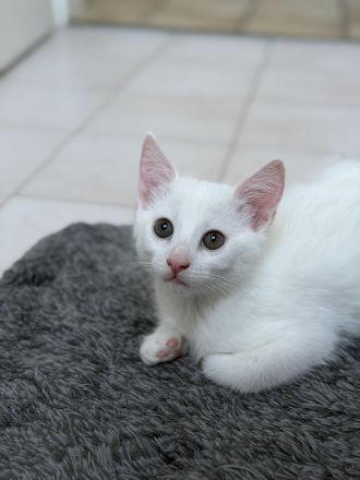 Zwei schneeweiße Kitten suchen gemeinsam ihr Für-immer-Zuhause