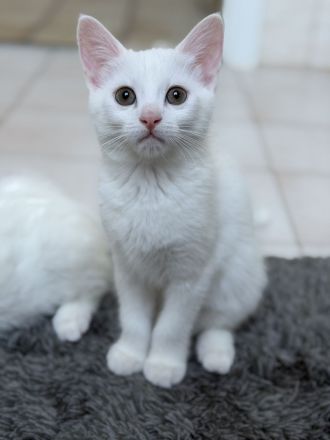 Zwei schneeweiße Kitten suchen gemeinsam ihr Für-immer-Zuhause