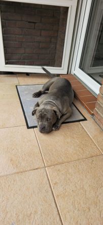 American Bully mit ABKC-Papieren