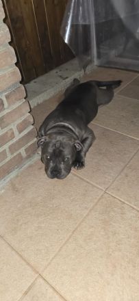American Bully mit ABKC-Papieren