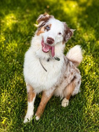 Australian Shepherd Rüde